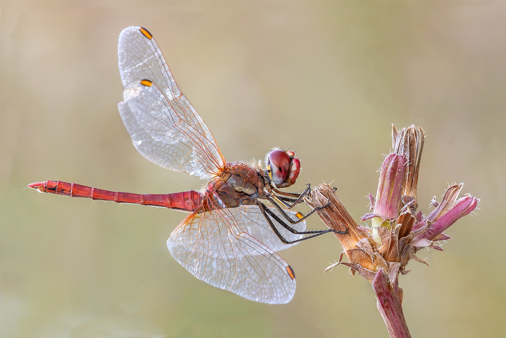 Sympetrum fonscolombii Maschio?